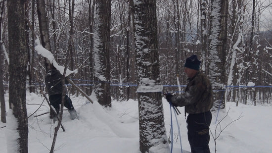 sap lines running to maple trees under vacuum