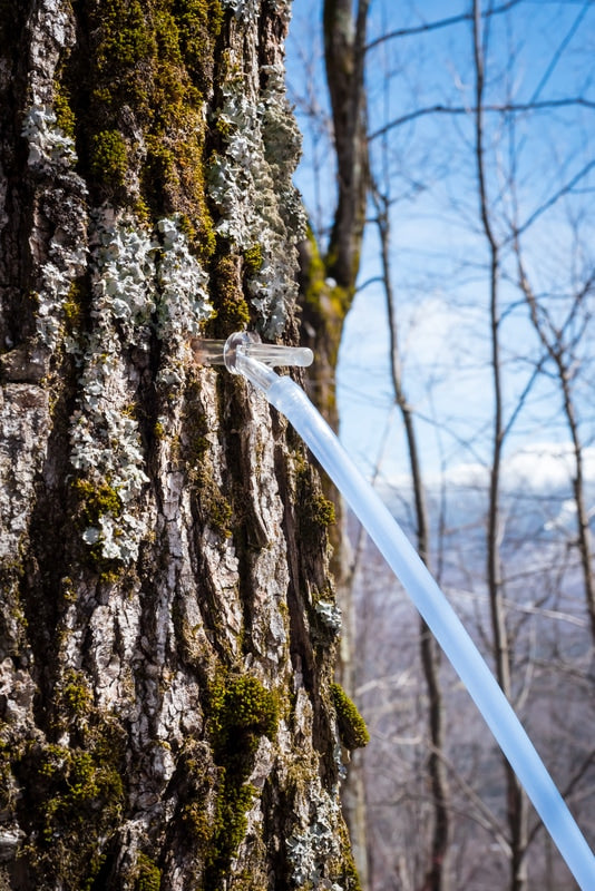 amber ridge maple syrup - about us